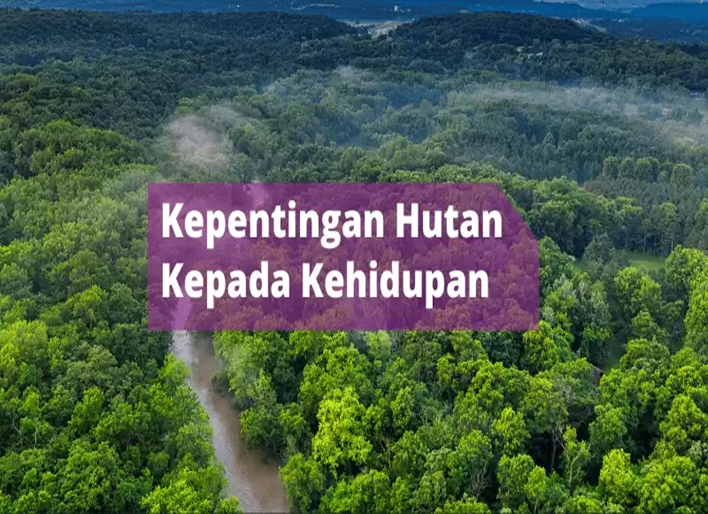 MANFAAT HUTAN UNTUK KEHIDUPAN