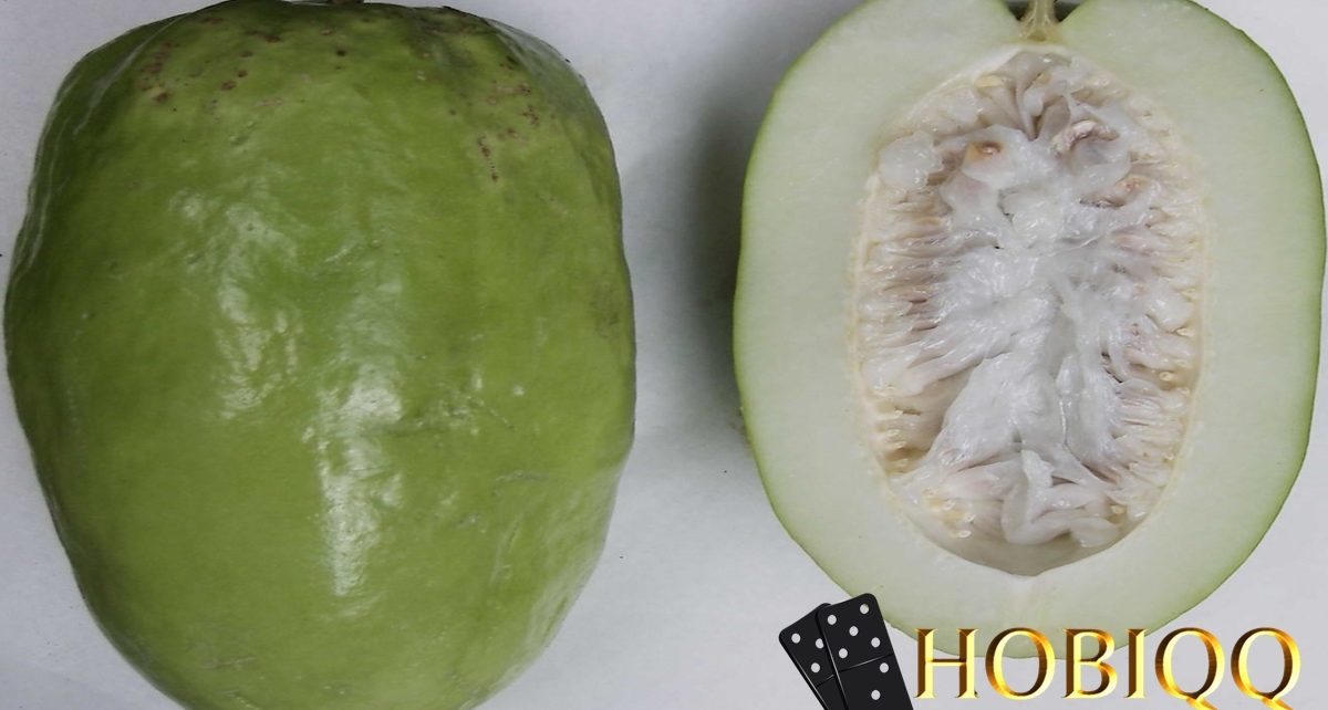 manfaat buah erbis untuk kesehatan