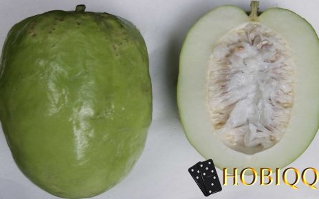 manfaat buah erbis untuk kesehatan