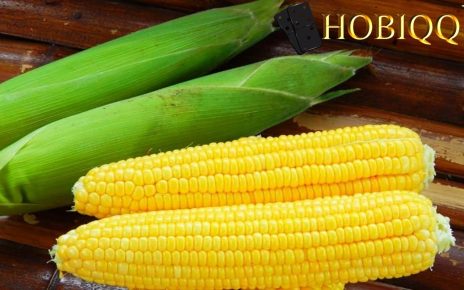 Manfaat Jagung bagi Kesehatan Tubuh