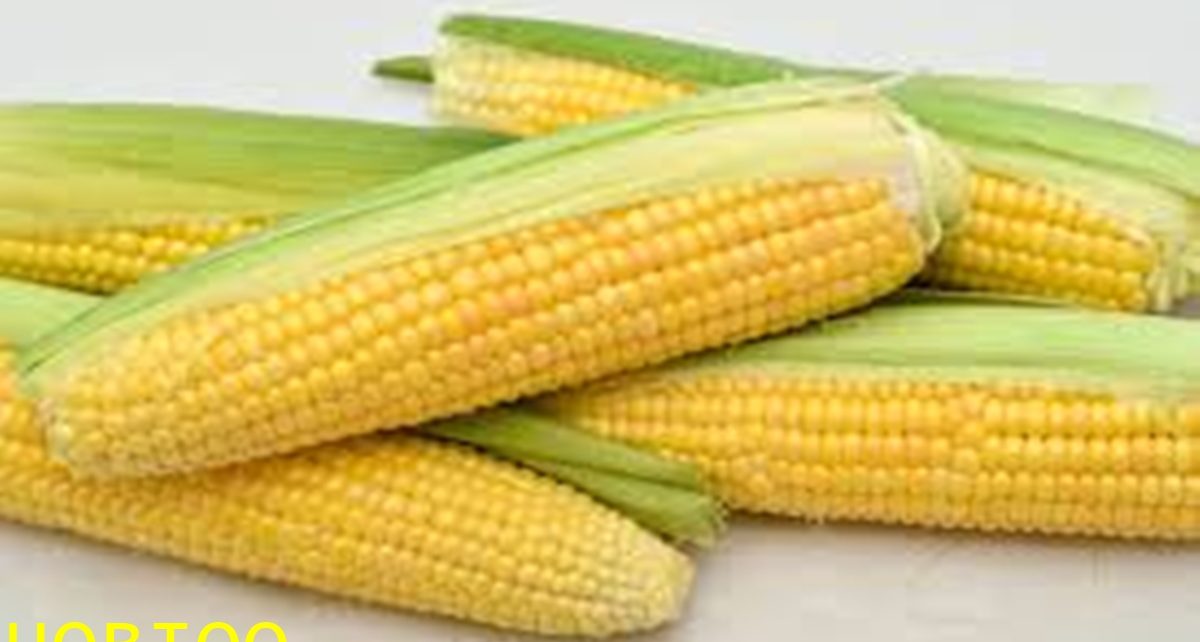 12 MANFAAT JAGUNG