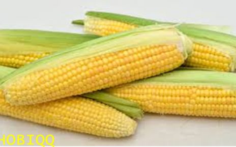 12 MANFAAT JAGUNG