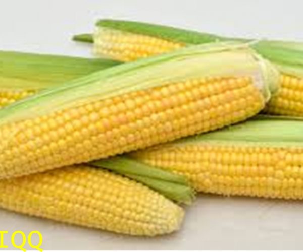 12 MANFAAT JAGUNG