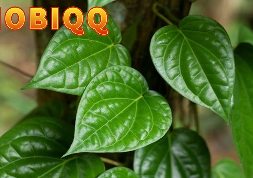 Manfat Daun Sirih bagi Kesehatan