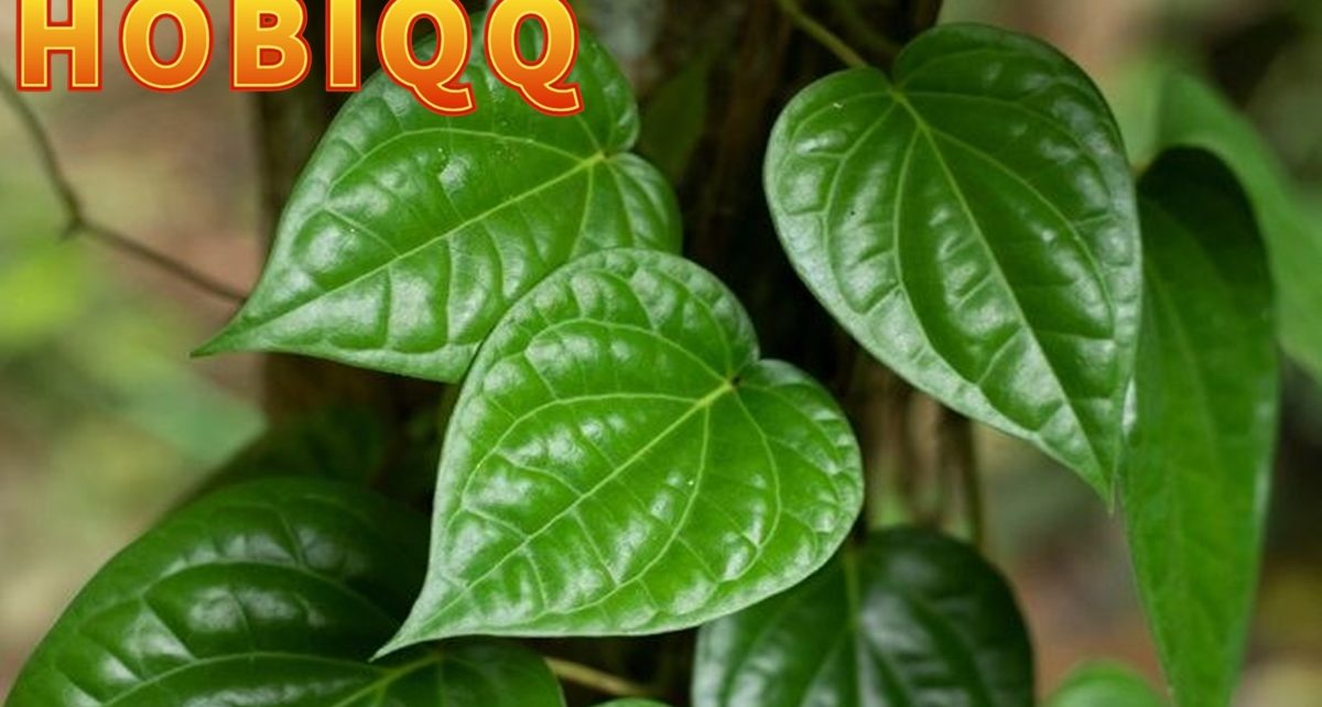 Manfat Daun Sirih bagi Kesehatan