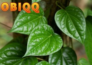 Manfat Daun Sirih bagi Kesehatan