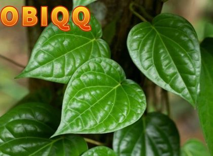 Manfat Daun Sirih bagi Kesehatan
