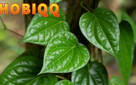 Manfat Daun Sirih bagi Kesehatan