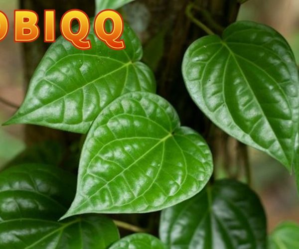 Manfat Daun Sirih bagi Kesehatan