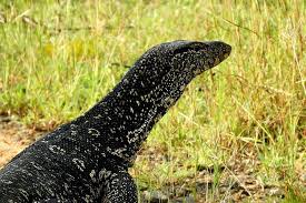 Biawak Air dan Parasit: Tantangan dan ...