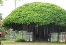 Pohon Beringin (Ficus benjamina ) - lh ...