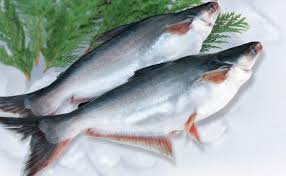 Manfaat Ikan Patin bagi Kesehatan ...